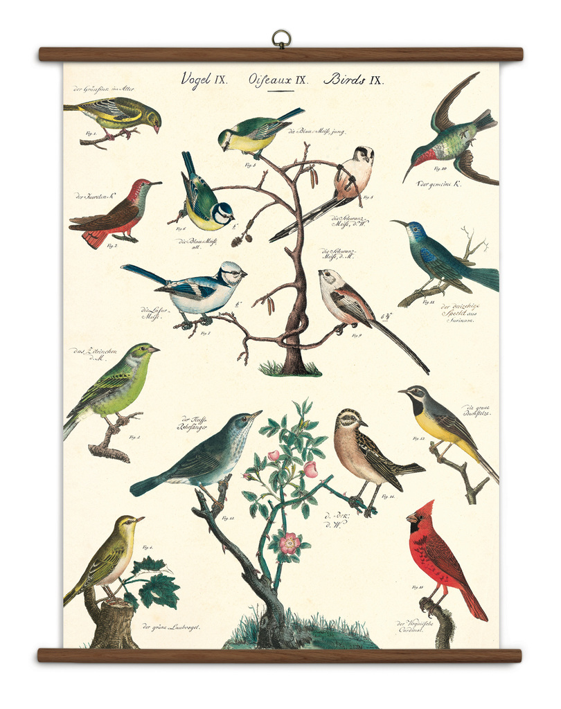 Baleinwalvis Dodelijk trechter Vintage Schoolplaat Bird Chart - Cavallini & Co | Meerleuks