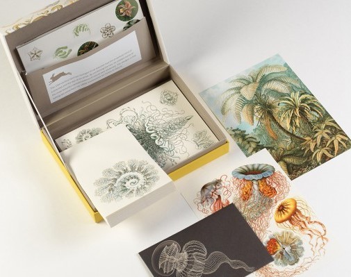 kust Duur Schaar Postpapier set Art Forms in Nature - The Pepin Press | Meerleuks