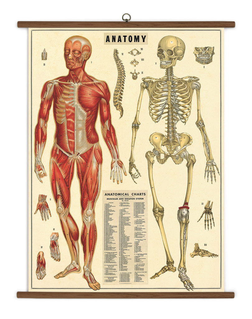chrysant Verandering Neuropathie Vintage Schoolplaat Anatomy - Cavallini & Co | Meerleuks